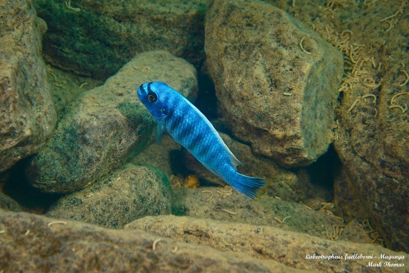 Labeotropheus fuelleborni 'Magunga'